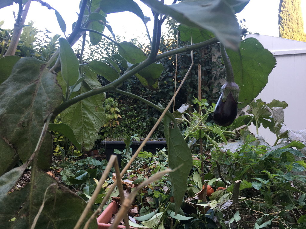 photo d'une aubergine