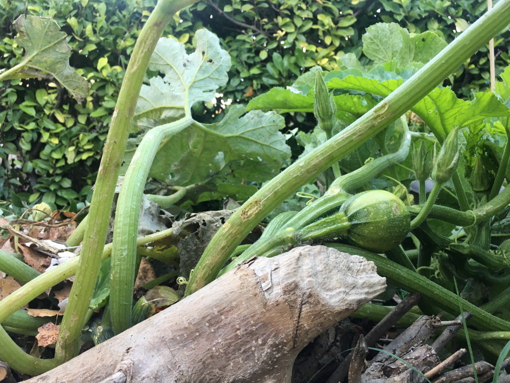 photo courgette niçoise