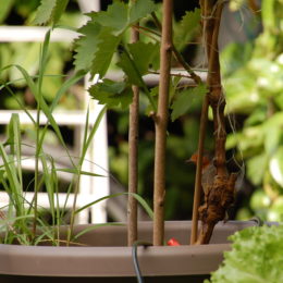 pot de fleur avec oiseau